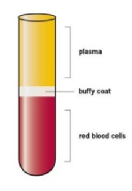 Blodprøveglas